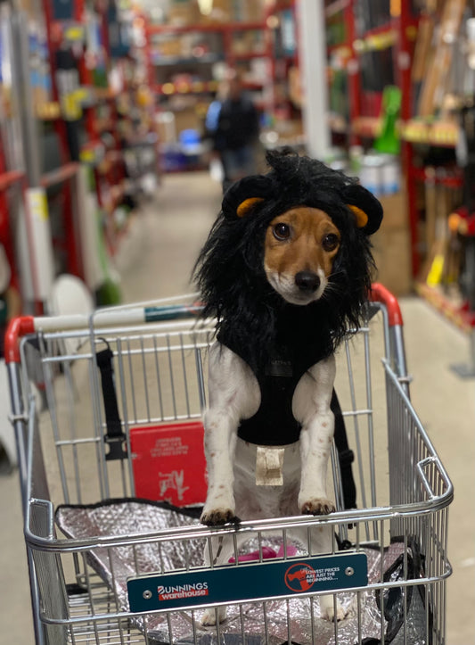 A cute lion was recently sighted in Bunnings