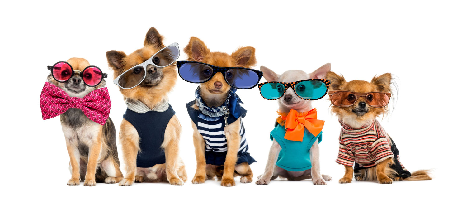 Cute dog accessories, dog cloth, dog leash, dog harness, dog collar, dog toys, dog mats, cute dogs, beautiful dogs, stylish dog accessories, dog products, dog supplies, dog party, dog jacket, dog jumper, dog boots, dog fashion, pet boutique, pet shop