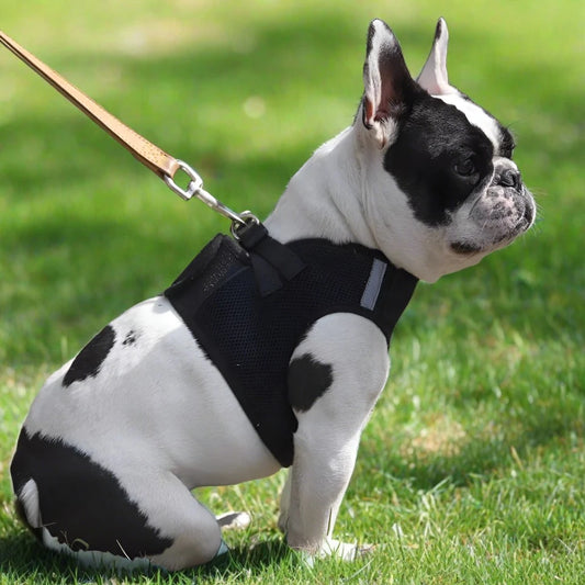 Breathable dog harness