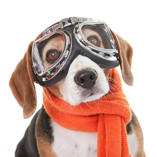 Dog wears Adjustable Dog Sunglasses